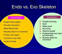 Image result for Endoskeleton vs Exoskeleton