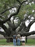 Image result for 1000 Year Old Tree