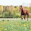 Image result for Horse Race Wallpaper HD