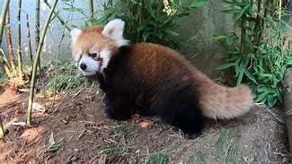 Image result for African Panda