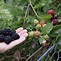 Image result for Tree with Small Black Fruit