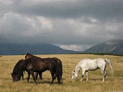 Image result for Horses in the Wild Grazing
