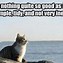 Image result for Cat Cute Funny Animal Memes