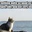 Image result for Top Cat Memes