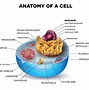 Image result for Anatomical Human Cell Drawing