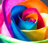 Image result for Colorful Roses Wallpaper