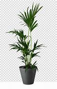 Image result for Palm Tree Display Case