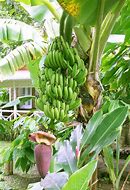 Banana Tree 的图像结果