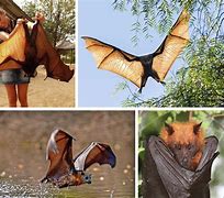 Image result for Largets Bats