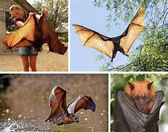 Image result for A Flying Fox Bat