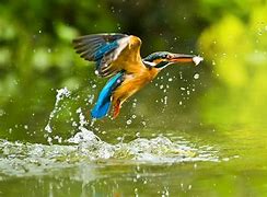 Image result for Panasonic Lumix FZ300 Photos of Birds