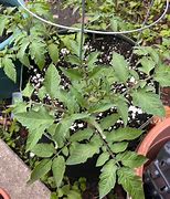 Image result for Solanum lycopersicum Black Dragon