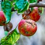Image result for apples plants disease