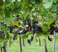 Image result for Jordan 5 Black Grape