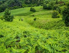 Image result for Field of Ferns