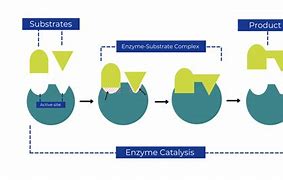Image result for Enzyme Model