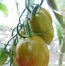 Image result for Grape Tomato Seeds