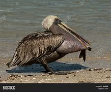 Image result for Pelican Fish ABCmouse