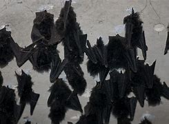 Image result for Black Bat Batman