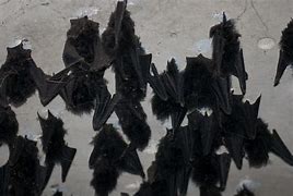 Image result for Cute Black Bat