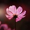 Image result for Cosmos Plant