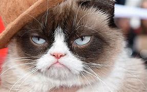 Image result for Grumpy Cat Funny