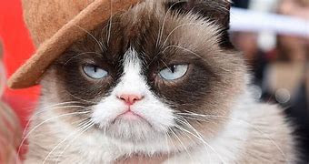 Image result for Top Grumpy Cat Memes