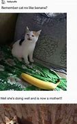 Image result for Cat No Like Banana Meme