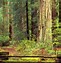 Image result for Redwood Pictures