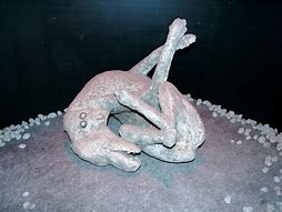 Image result for Dog in Pompeii