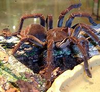 Image result for Biggest Spider On Earth