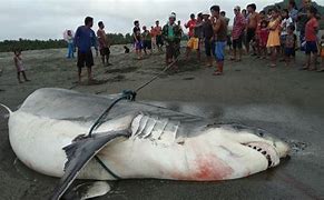 Image result for Biggest Shark Kill Ever