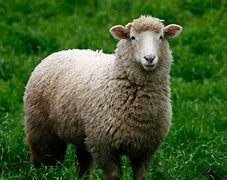 Image result for Domestic sheep