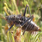 Image result for Armored Ground Cricket