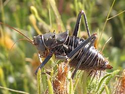 Image result for Cricket Insect Orthoptera