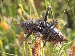 Image result for Cricket Insect