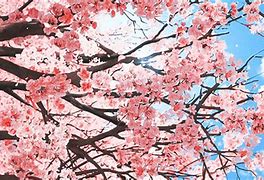 Image result for Pink Sakura Flower Phone Case