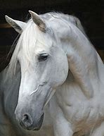 Image result for Andalusian Horse Head