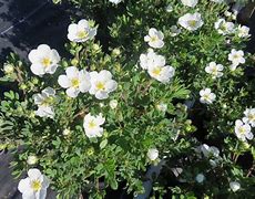 Image result for POTENTILLA FRUT. ABBOTTSWOOD