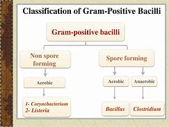 Image result for Gram Positice Chart