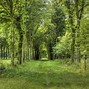 Image result for Forest Scenery