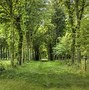 Image result for Forest Wallpaper PC