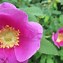 Image result for Wild Rose New Zealand