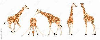 Image result for Illustration of a Giraffe in Different Angles