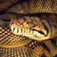 Image result for World's Largest Anaconda Python