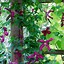 Image result for Climbing Vines and Flowers
