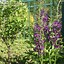 Image result for Verbascum phoeniceum violetta