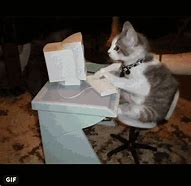 Image result for Busy Cat Meme