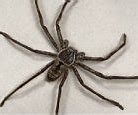 Image result for World Biggest Spider Ever