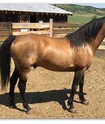 Image result for Western Morgan Horse